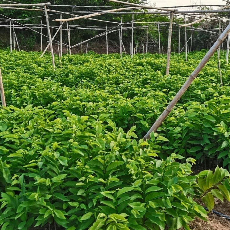 凤梨释迦果树苗正宗佛陀果树苗