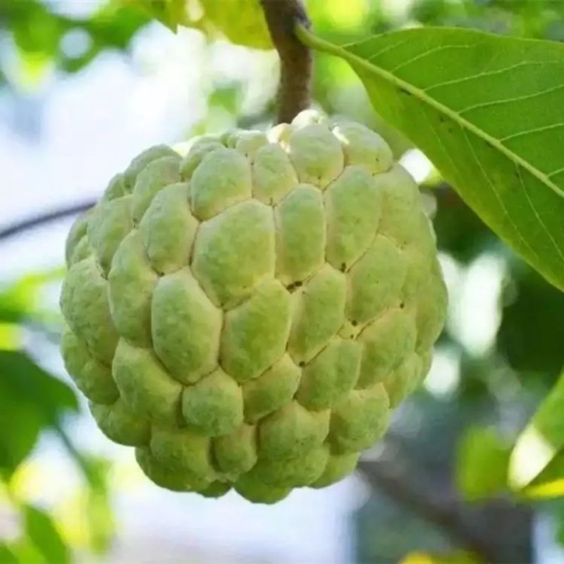 凤梨释迦果树苗正宗佛陀果树苗