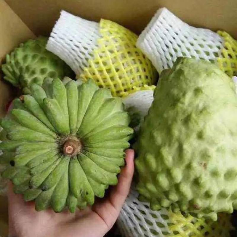 凤梨释迦果树苗正宗佛陀果树苗