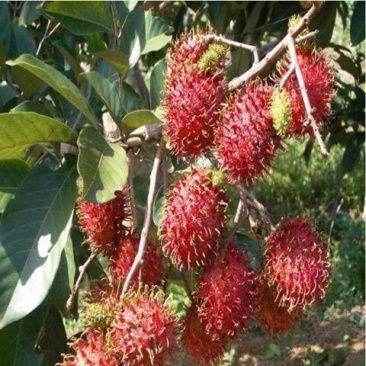 红毛丹树苗毛荔枝苗南方果园北方庭园种植苗