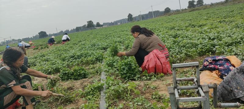 精品叶绿大叶无公害香菜