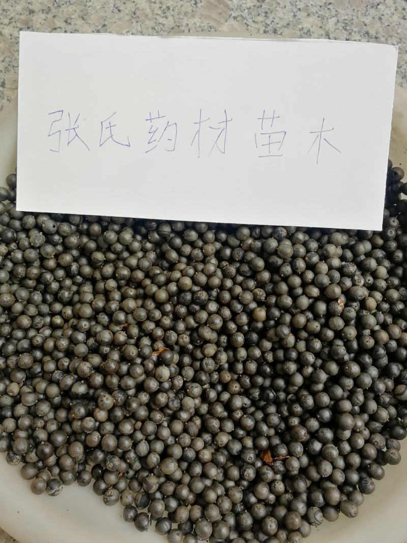 北栾，栾树种子，林木种子，2020新货发芽率高