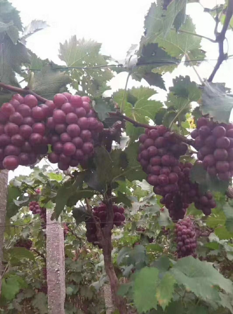 巨峰葡萄大量上市，质量保证，供应全国，货源充足