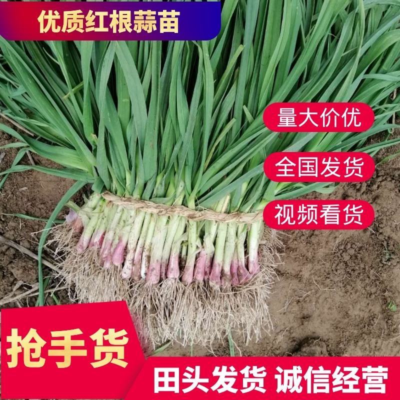 红根蒜苗,蒜苗已上市，大量现货，颜色鲜绿，量大价优