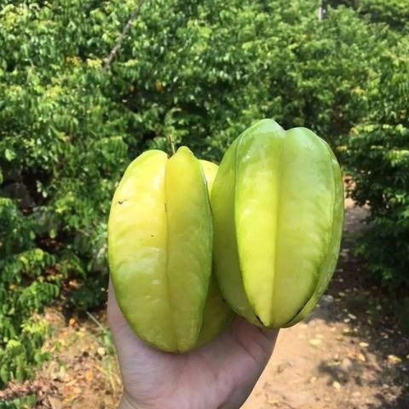 杨桃苗四季杨桃树苗南方种植甜杨桃苗