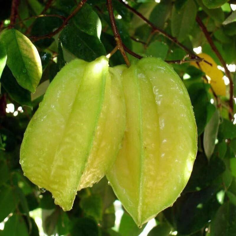 杨桃苗四季杨桃树苗南方种植甜杨桃苗