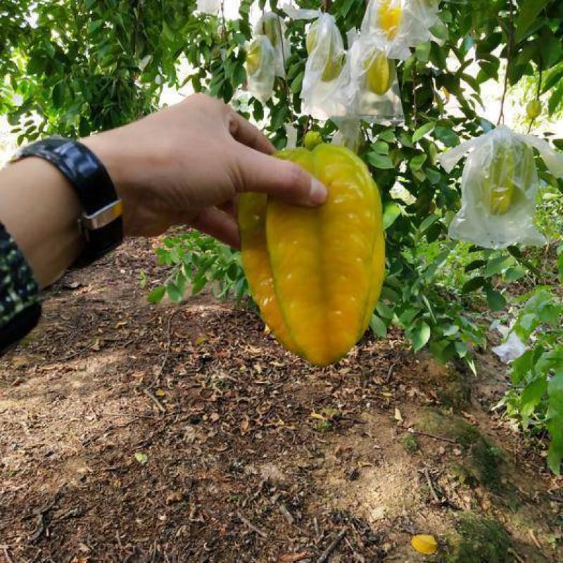 杨桃苗四季杨桃树苗南方种植甜杨桃苗