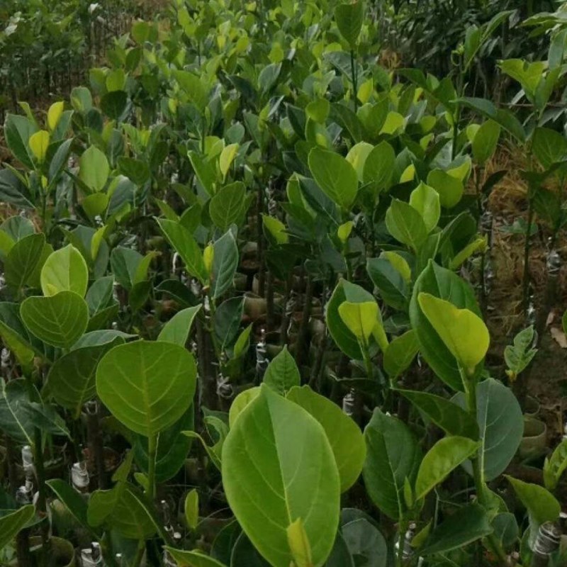四香菠萝蜜树苗南方红肉马来西亚菠萝蜜树苗