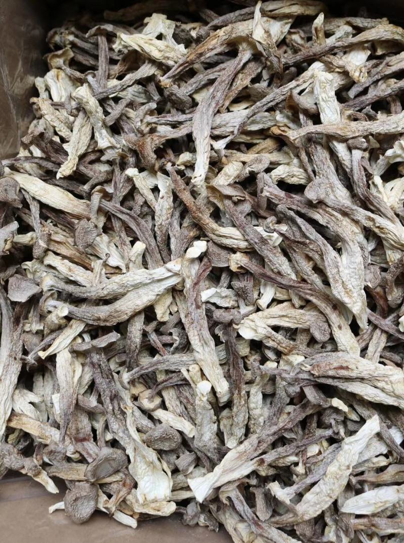 广州人AAA特级鹿茸菌粗条剪柄足干香味很浓一件代发批发