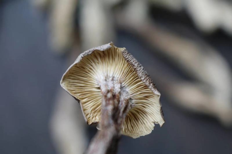 广州人AAA特级鹿茸菌粗条剪柄足干香味很浓一件代发批发