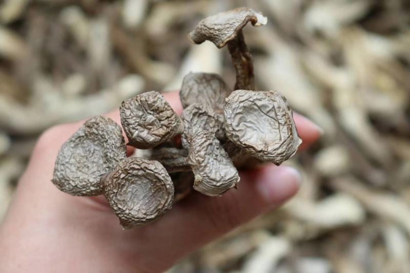 广州人AAA特级鹿茸菌粗条剪柄足干香味很浓一件代发批发