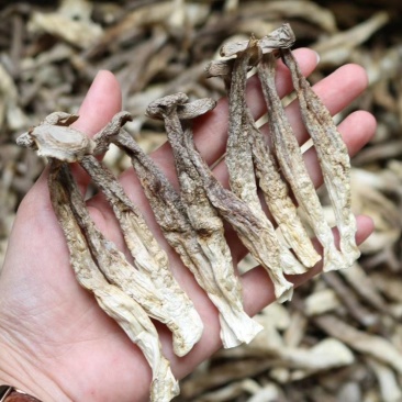 广州人AAA特级鹿茸菌粗条剪柄足干香味很浓一件代发批发