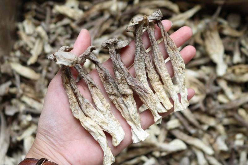 广州人AAA特级鹿茸菌粗条剪柄足干香味很浓一件代发批发