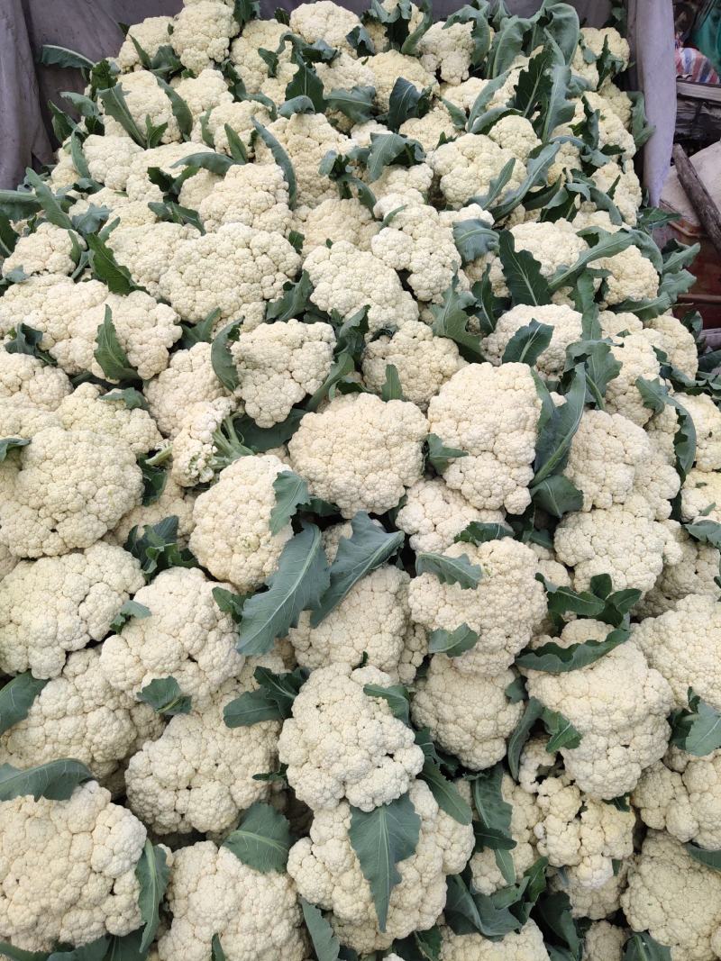 青梗有机花菜,松花菜量大，产地直发，对接全国