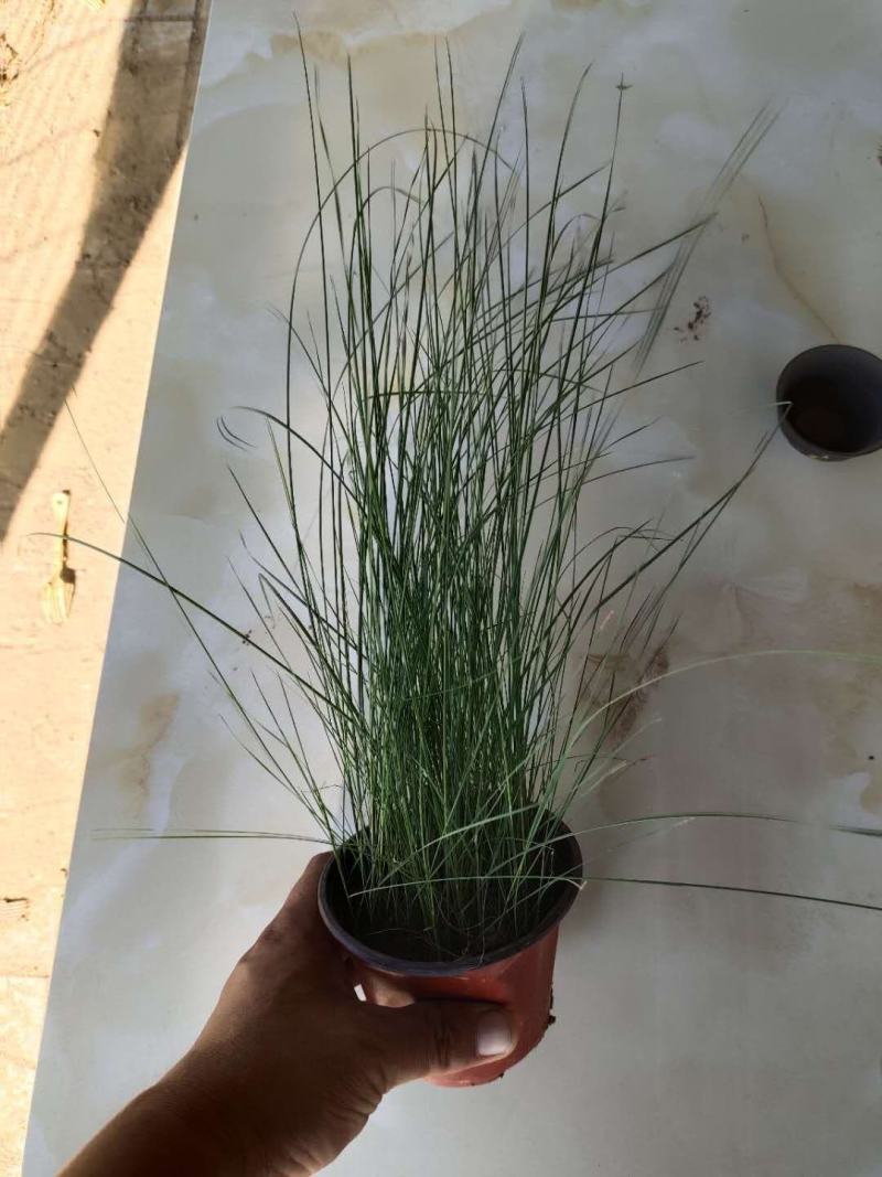 粉黛乱子草富有视觉冲击力的特色景观植物