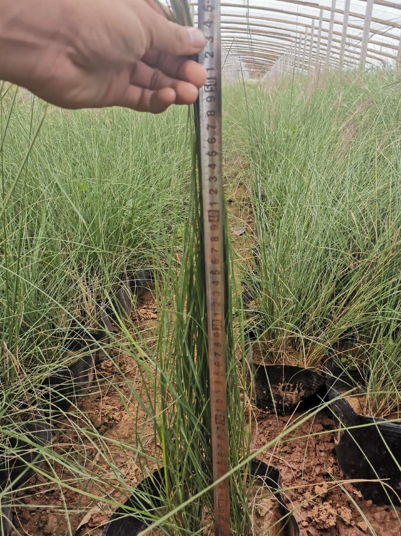 粉黛乱子草富有视觉冲击力的特色景观植物