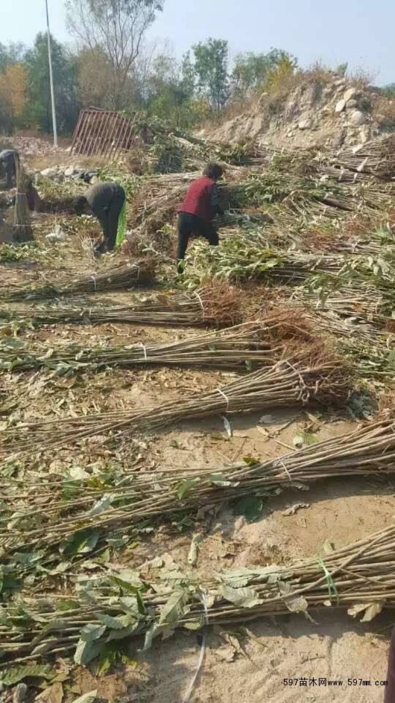 大红袍板栗苗产地直销当年结果包成活提供种植技术