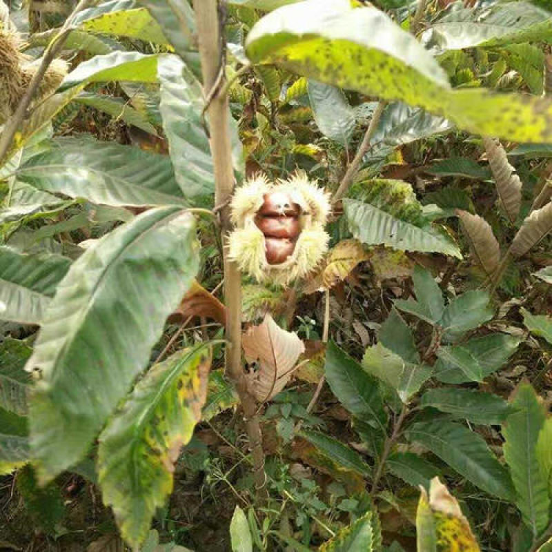 大红袍板栗苗产地直销当年结果包成活提供种植技术