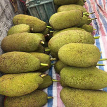 广东菠萝蜜大量上市果园直供价格，20斤起步大量有货