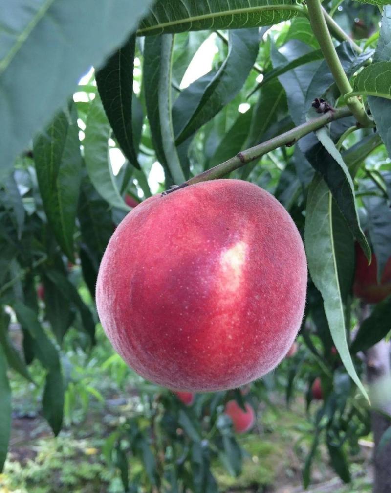 新品种品种5月熟巨红桃苗大巨桃超甜超好吃死苗补发
