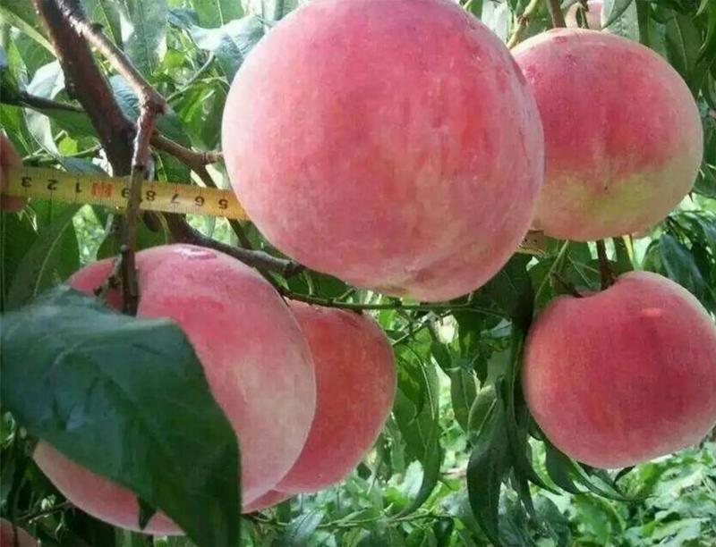 新品种品种5月熟巨红桃苗大巨桃超甜超好吃死苗补发
