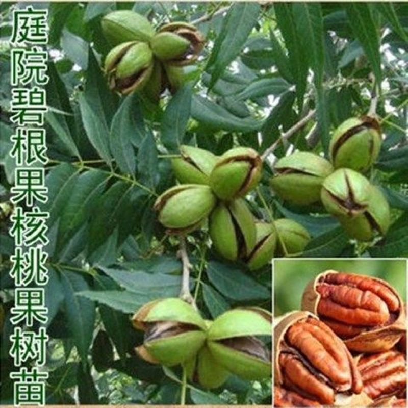 美国碧根果树苗新品种核桃苗