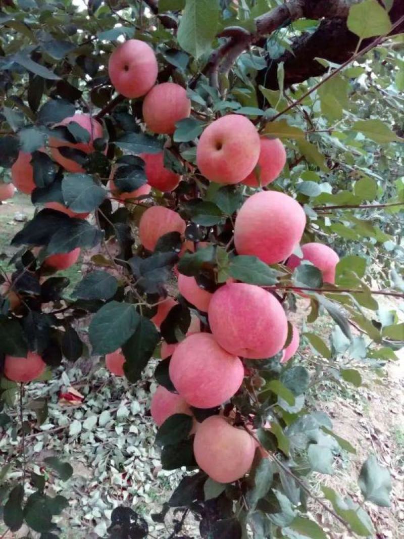 苹果河北红富士苹果产地直销支持【一件代发】欢迎咨询合作