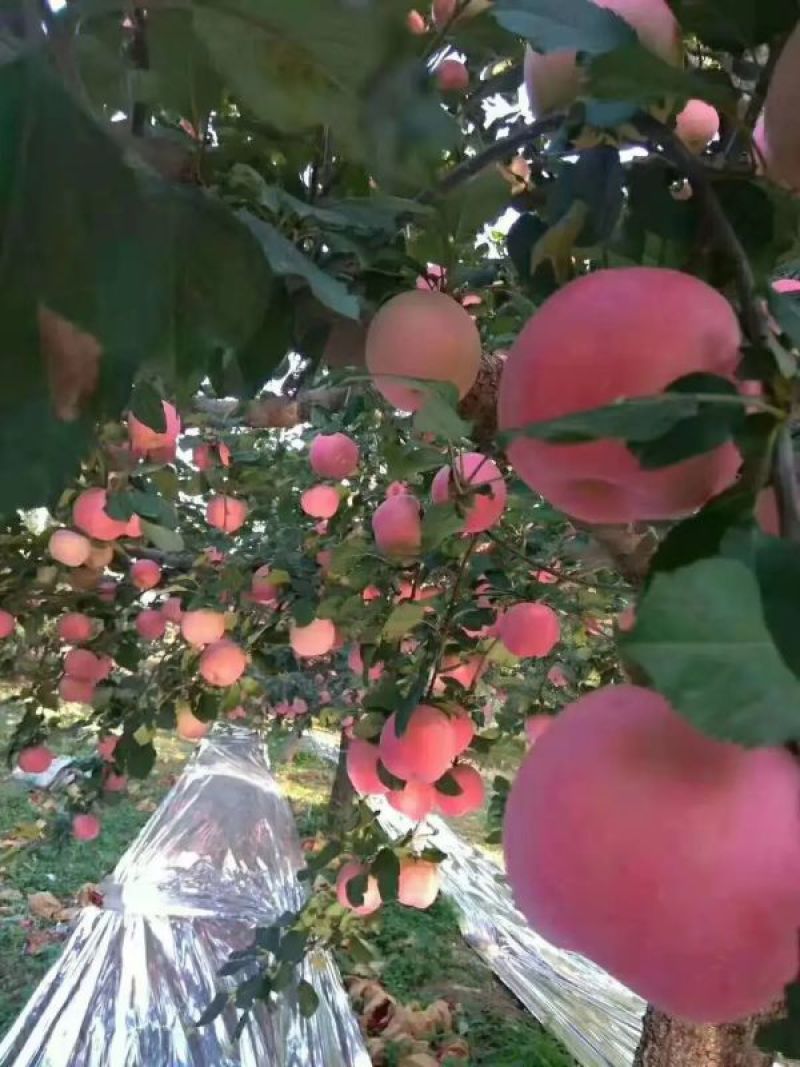 苹果河北红富士苹果产地直销支持【一件代发】欢迎咨询合作