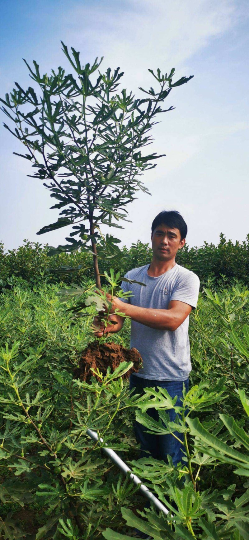 波姬红无花果苗当年结果基地直供现挖现发包成活包技术