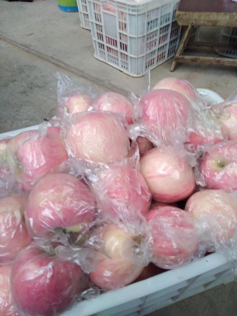 【一件代发】陕州区冰糖心精品红富士苹果无蜡