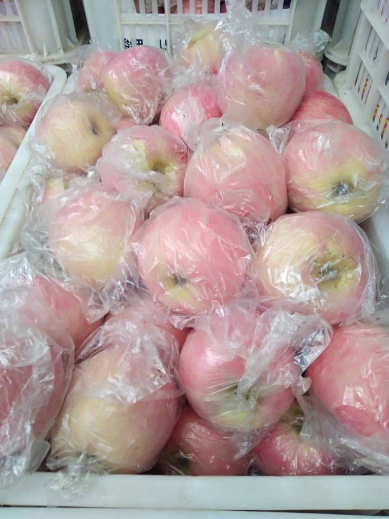 【一件代发】陕州区冰糖心精品红富士苹果无蜡