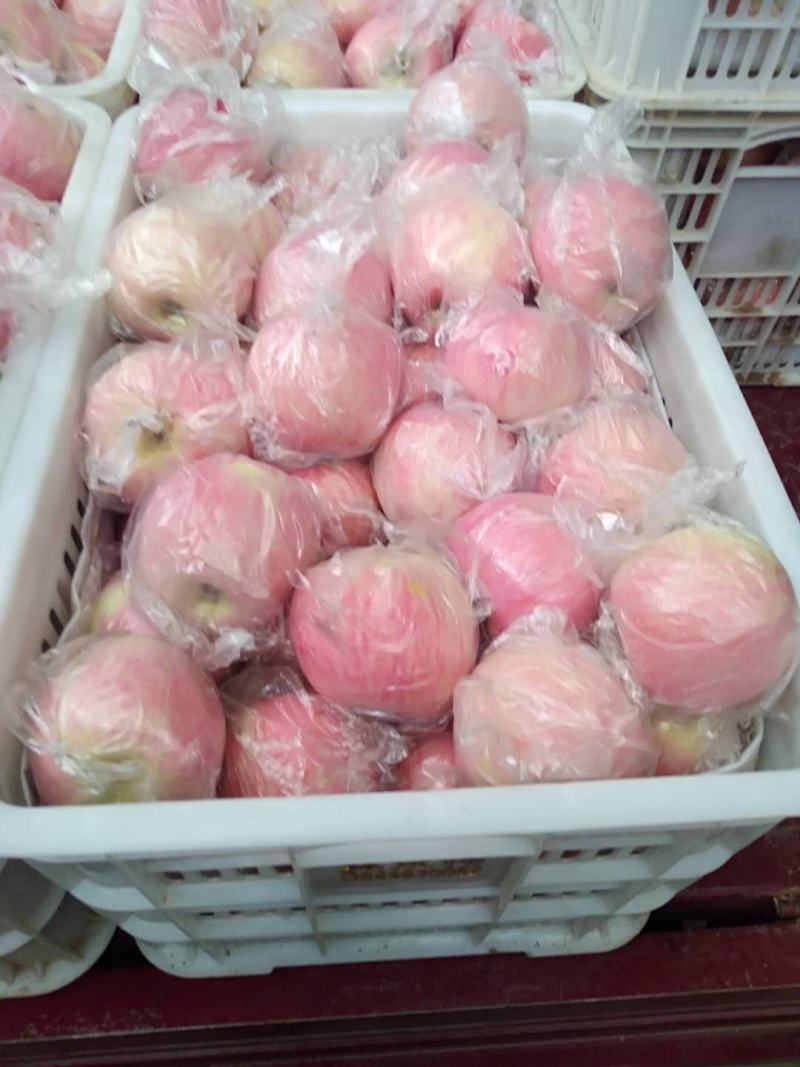 【一件代发】陕州区冰糖心精品红富士苹果无蜡