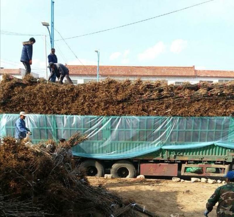 库尔勒香梨树苗保品种包技术基地直销河北梨树苗基地