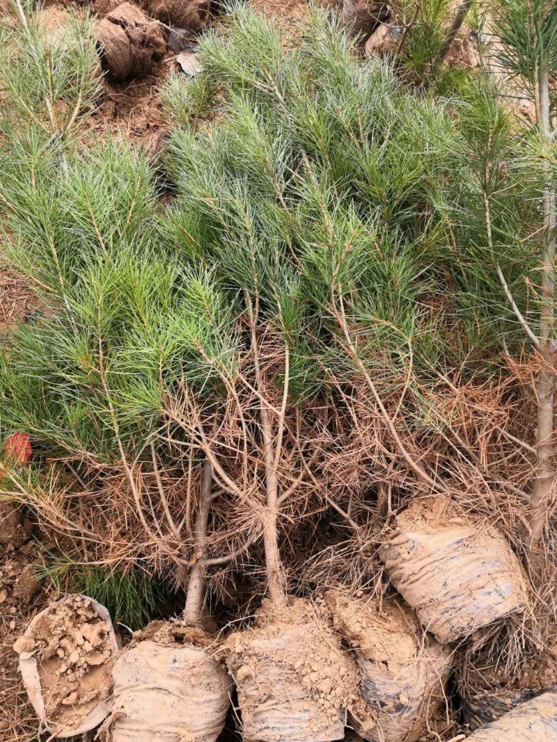 供应1-2-3-4-5米优质白皮松山西白皮松价格优惠量大