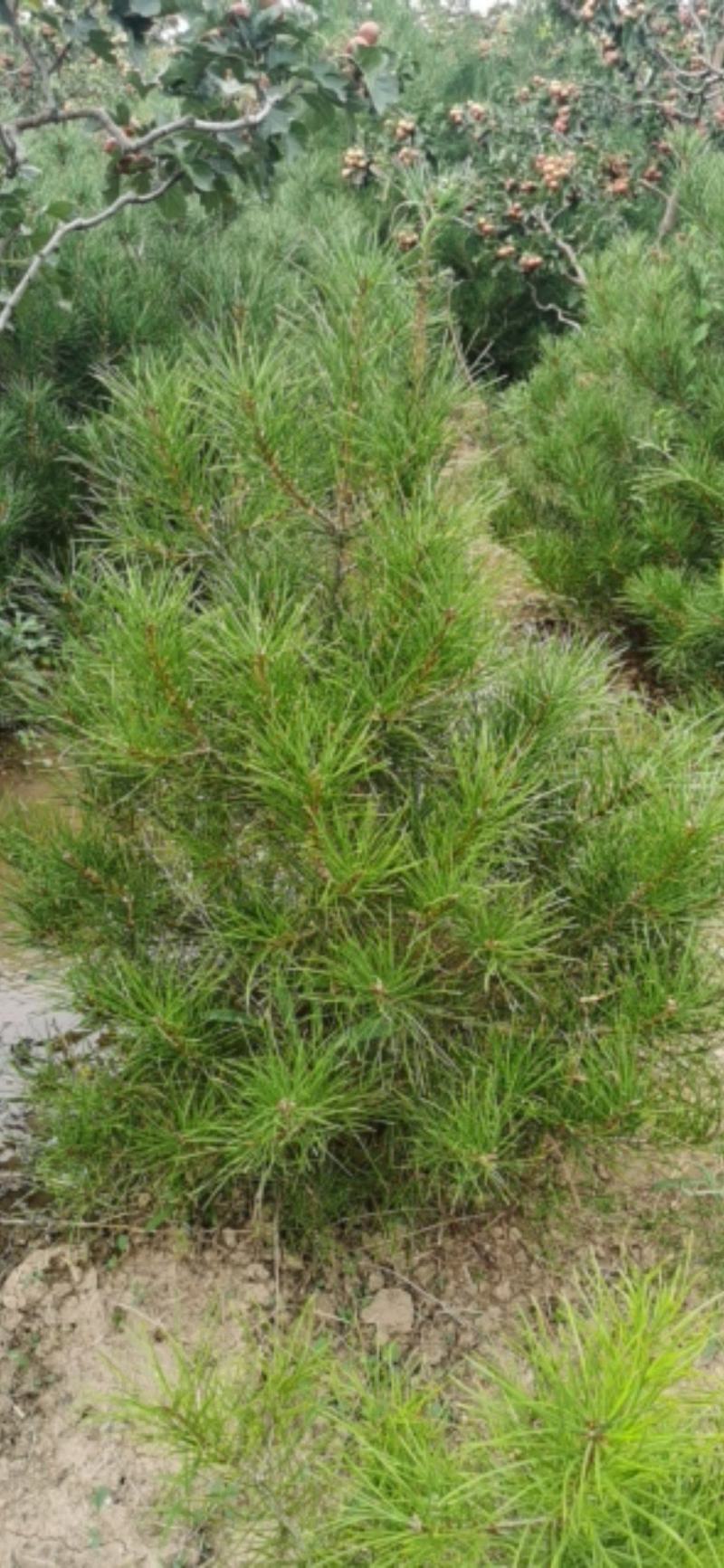 供应1-2-3-4-5米优质白皮松山西白皮松价格优惠量大