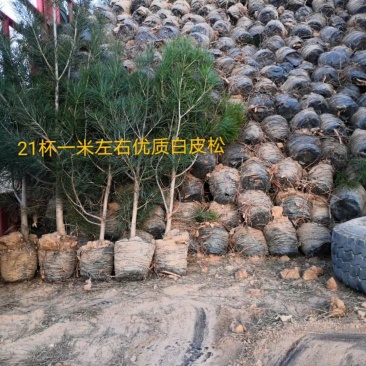 供应1-2-3-4-5米优质白皮松山西白皮松价格优惠量大