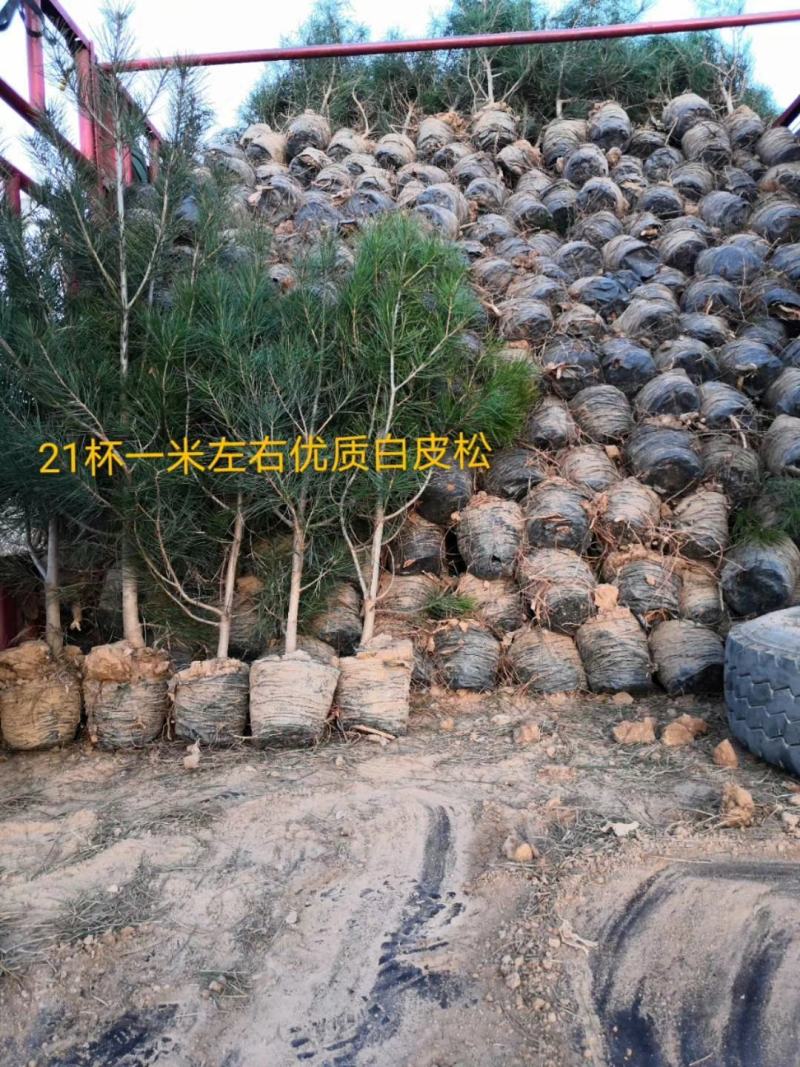供应1-2-3-4-5米优质白皮松山西白皮松价格优惠量大