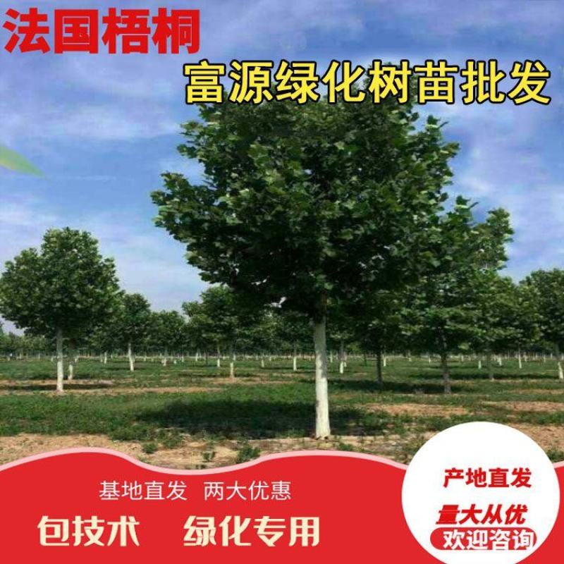 法桐12至25公分河北法桐树苗圃多种规格批发价