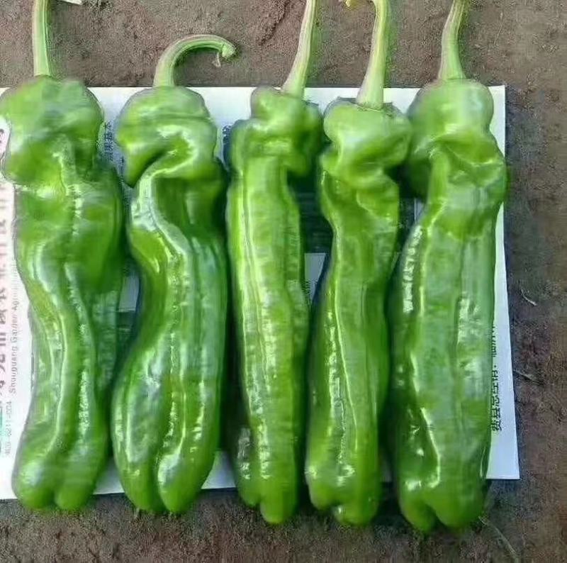 鲜辣椒河南夏邑薄皮椒青辣椒，大量上市，产地直供全国发货