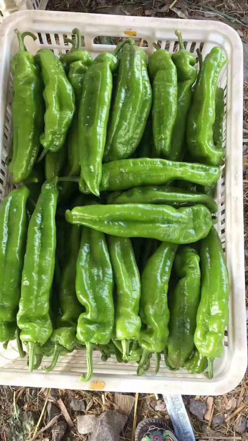 鲜辣椒河南夏邑薄皮椒青辣椒，大量上市，产地直供全国发货