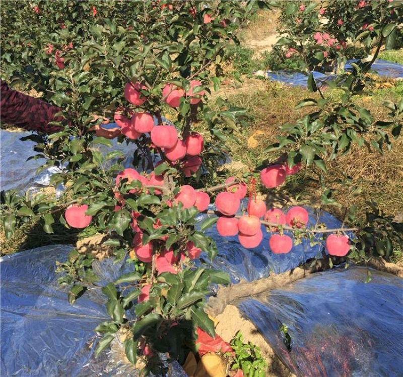 嫁接冰糖心苹果苗盆栽地栽南北方种植当年结果特大苹果苗