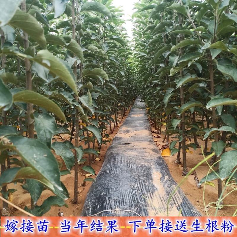 嫁接冰糖心苹果苗盆栽地栽南北方种植当年结果特大苹果苗