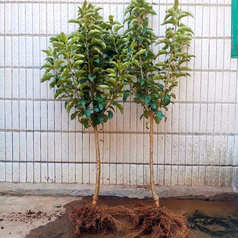 嫁接冰糖心苹果苗盆栽地栽南北方种植当年结果特大苹果苗