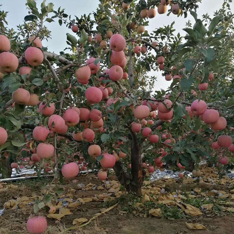 嫁接冰糖心苹果苗盆栽地栽南北方种植当年结果特大苹果苗