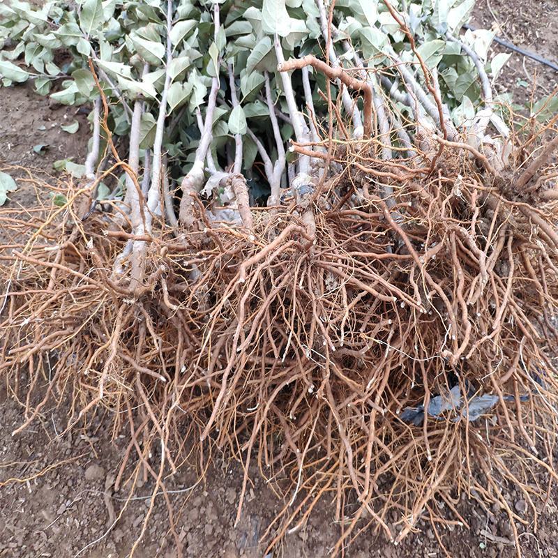 嫁接冰糖心苹果苗盆栽地栽南北方种植当年结果特大苹果苗