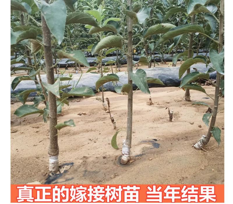 嫁接冰糖心苹果苗盆栽地栽南北方种植当年结果特大苹果苗
