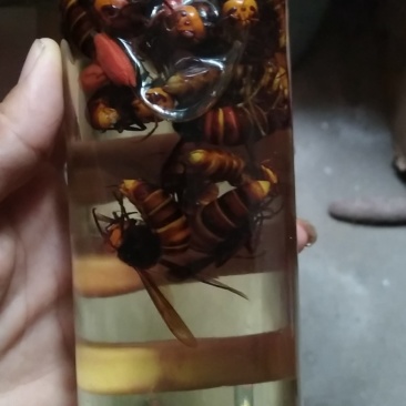 金环丶黑尾胡蜂活体泡酒