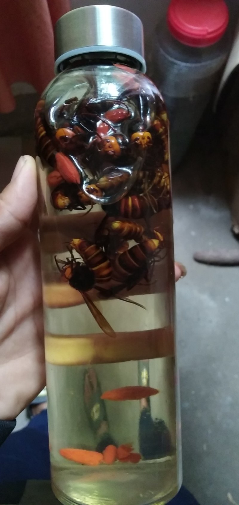 金环丶黑尾胡蜂活体泡酒