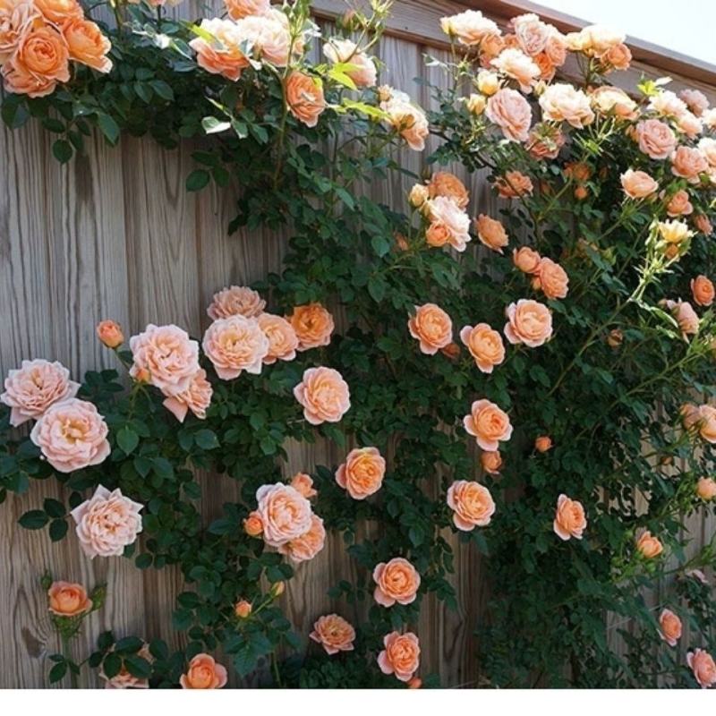 甜梦欧月藤本月季花苗阳台庭院围墙绿植盆栽爬藤花卉四季