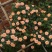 甜梦欧月藤本月季花苗阳台庭院围墙绿植盆栽爬藤花卉四季